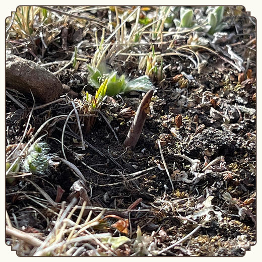 【预售】【一年一次，建议囤货】现采新鲜冬虫夏草藏高原野生滋补煲汤（预计5月8号起按照订单顺序发出）（不可使用优惠券） 商品图6
