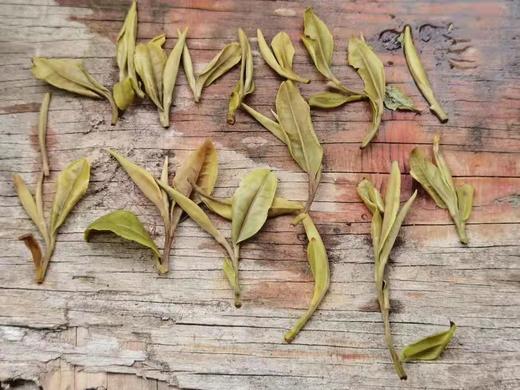 2022年春福鼎白茶荒野老枞典藏级牡丹王散茶 荒野小白日晒枞古大巧500g 商品图7