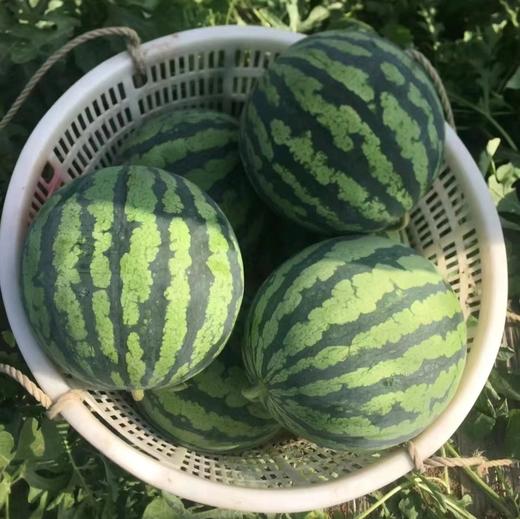 XZG-美都精品西瓜 10斤以上/个 商品图2