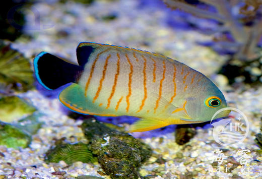 马代虎纹仙 商品图0