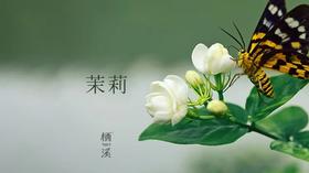 窨得茉莉无上味，列作人间第一香 | 植物小课堂005