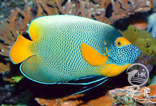 蓝面神仙 商品图2