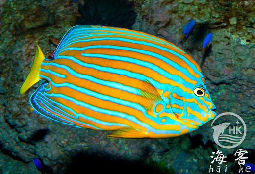 金蝴蝶 商品图0