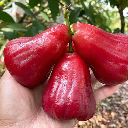 『海南黑金刚莲雾』清脆甘润 鲜爽细腻 商品图5