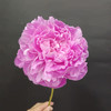 少女妆精品芍药花5支 商品缩略图2
