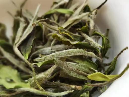 2022年春福鼎白茶荒野老枞典藏级牡丹散茶 特级花香日晒枞古生香500g 商品图1