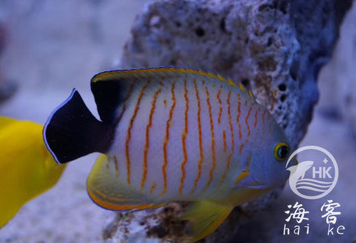 马代虎纹仙 商品图2