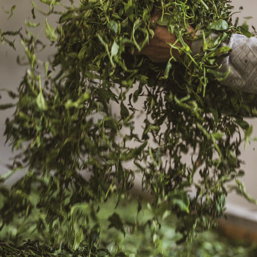 桐木关野茶 商品图7