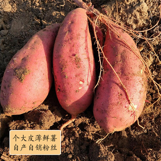 皖北临泉土特产韦寨农家手工粉条红薯粉丝细粉酸辣粉必备5斤 商品图2