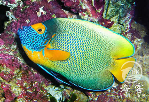 蓝面神仙 商品图4