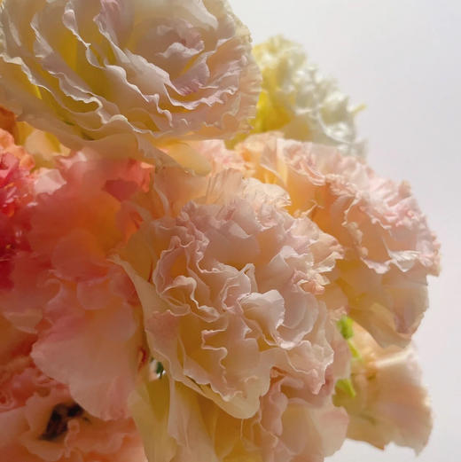 【香槟色洋桔梗】7-10朵/份 商品图6