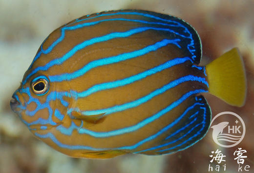 金蝴蝶 商品图1