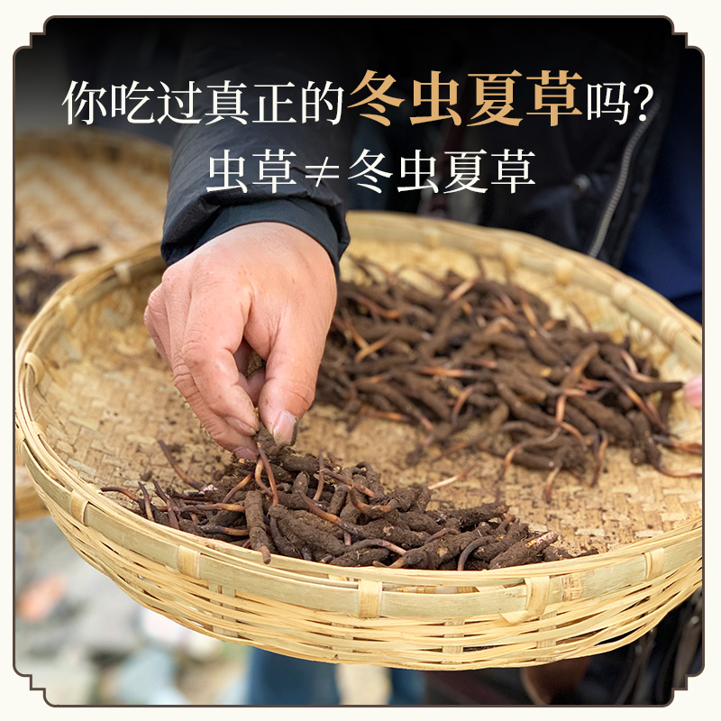 【预售】【一年一次，建议囤货】现采新鲜冬虫夏草藏高原野生滋补煲汤（预计5月8号起按照订单顺序发出）（不可使用优惠券）