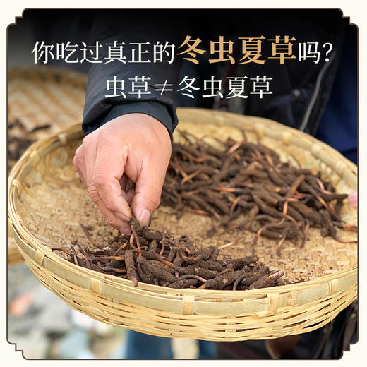 【预售】【一年一次，建议囤货】现采新鲜冬虫夏草藏高原野生滋补煲汤（预计5月8号起按照订单顺序发出）（不可使用优惠券） 商品图0