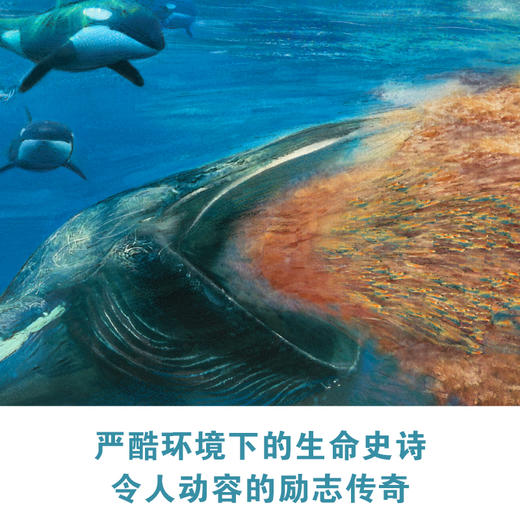 筑桥童书 生于极寒：南极洲的野生生物 精装7-10岁科普百科硬壳儿童少儿绘本 自然、生物、南极 儿童读物·科普百科 ZQ 商品图3