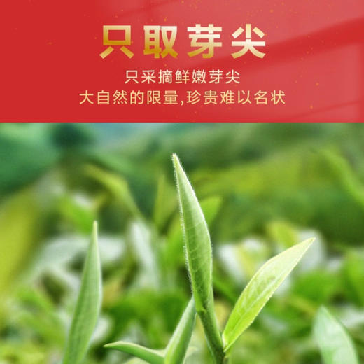 春贡·头采金芽红茶  金芽金汤 全单芽 金奖品质150g(3*50g) 商品图3