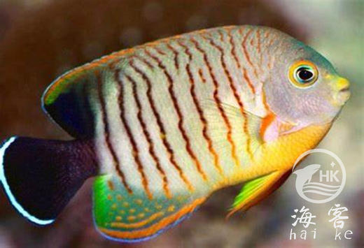 马代虎纹仙 商品图3