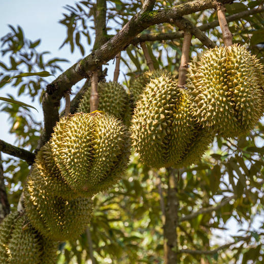 金枕榴莲6-7斤 商品图3