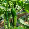 生态水果黄瓜 | 口感脆甜 | 适合生吃 | 石嫣农场 * Ecological Fruit Cucumber 商品缩略图0