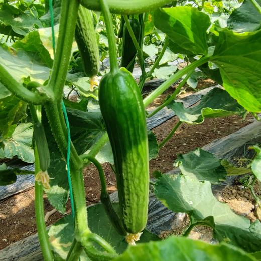 生态水果黄瓜 | 口感脆甜 | 适合生吃 | 石嫣农场 * Ecological Fruit Cucumber 商品图0