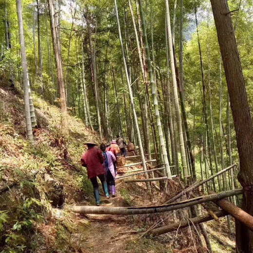 开工福利 紫禁城六百年纪念茶 · 古树红茶 商品图1