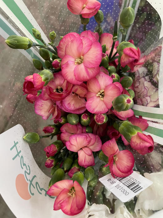 【沼泽】波萝蜜，蝴蝶康，香槟粉，18-20支/扎 商品图2