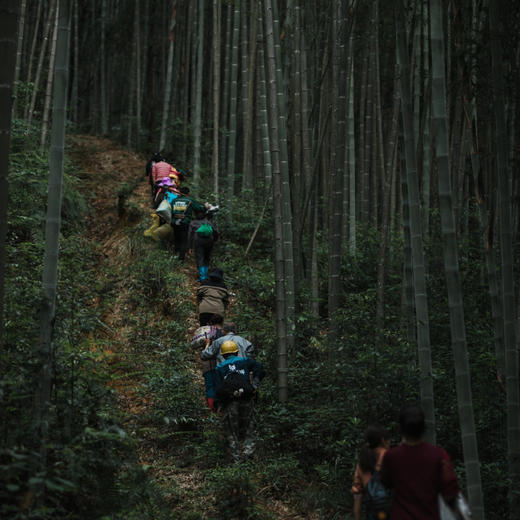 紫禁城六百年纪念茶 · 和桂浥露特价 商品图6