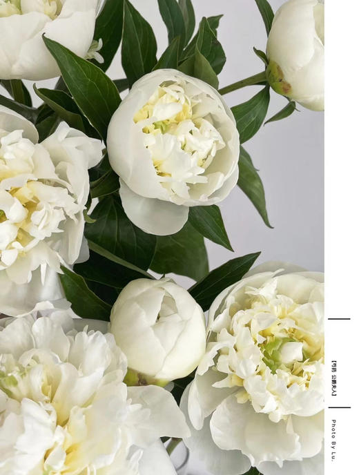 【淡雅高级】芍药 -公爵夫人 白色  5枝/扎 半开 商品图5