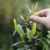 开工福利 紫禁城六百年纪念茶 · 古树红茶 商品缩略图3