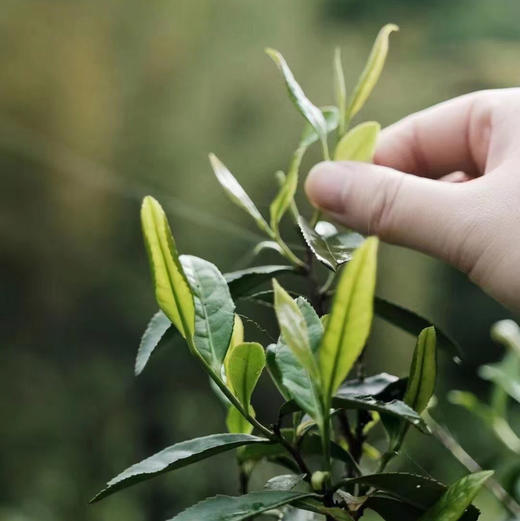 开工福利 紫禁城六百年纪念茶 · 古树红茶 商品图3