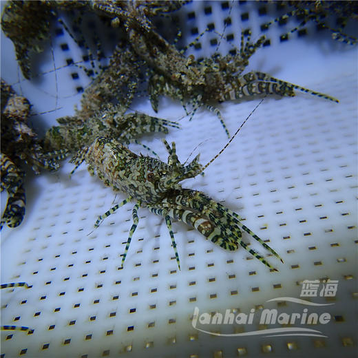 假棉羊虾 商品图4