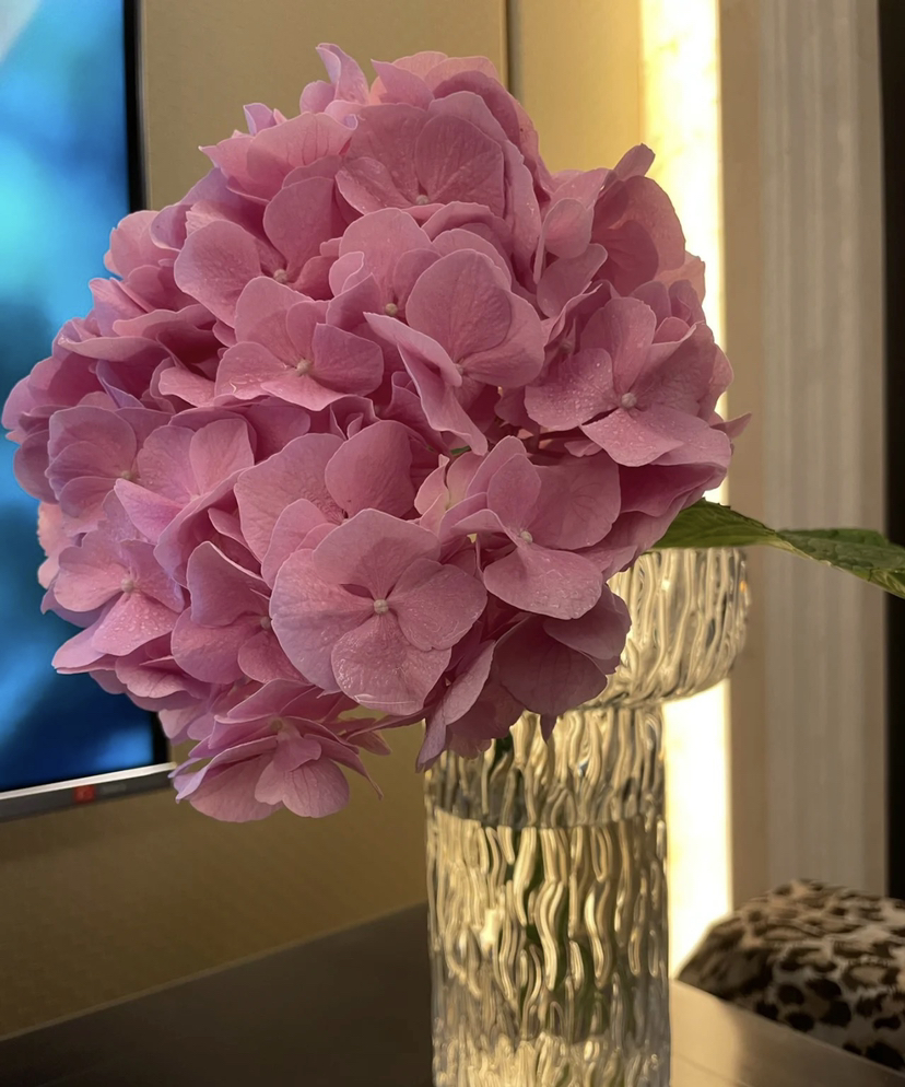 【国产绣球】  海粉色  单枝