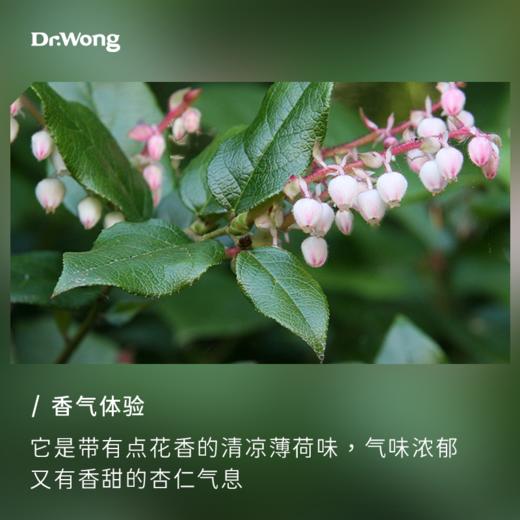 芳香白珠 单方精油 商品图1