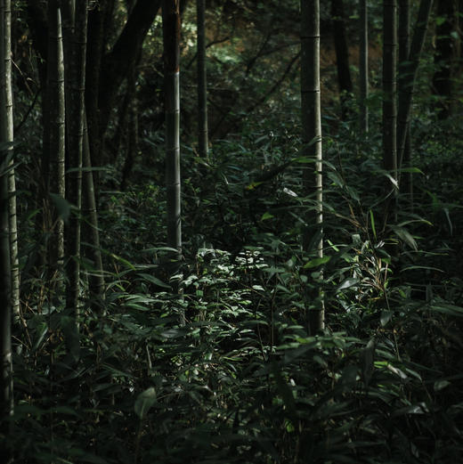 紫禁城六百年纪念茶 · 和桂浥露特价 商品图7