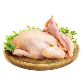 220天清远玉米鸡