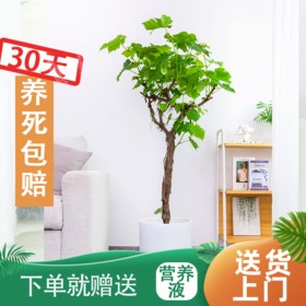 室外阳台适合放的6种绿植，拥有私人小花园~