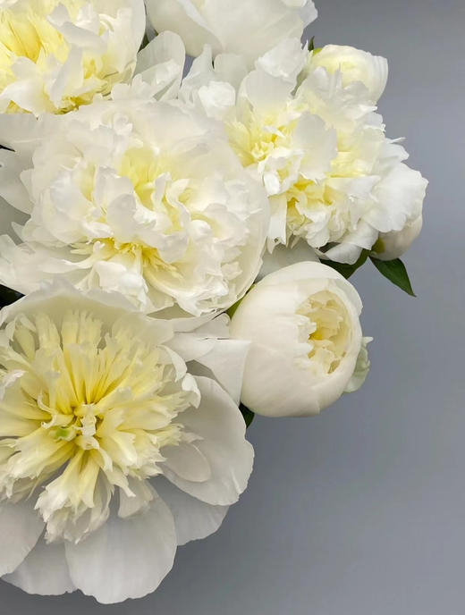 【淡雅高级】芍药 -公爵夫人 白色  5枝/扎 半开 商品图3