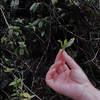 开工福利 紫禁城六百年纪念茶 · 古树红茶 商品缩略图4