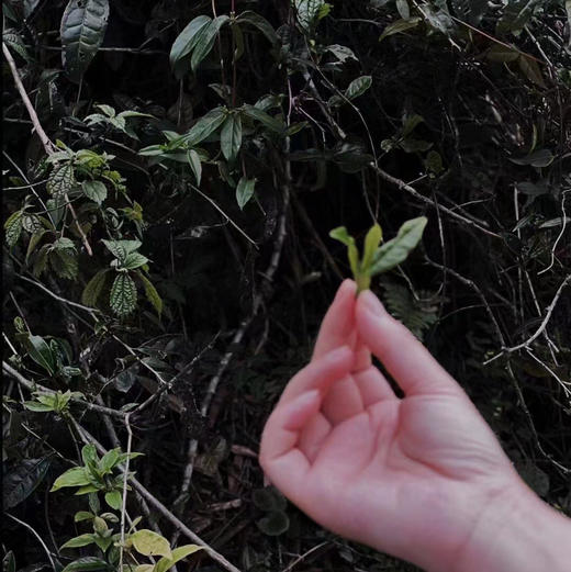 开工福利 紫禁城六百年纪念茶 · 古树红茶 商品图4