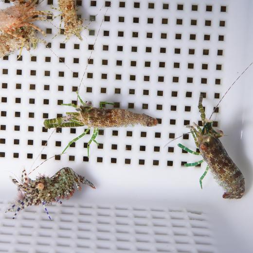 假棉羊虾 商品图6