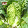 【GYZYDR】大白菜2-3斤/份 商品缩略图1