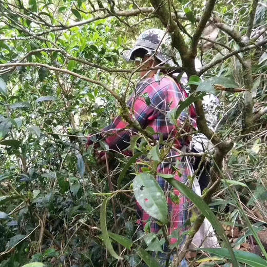 开工福利 紫禁城六百年纪念茶 · 古树红茶 商品图6