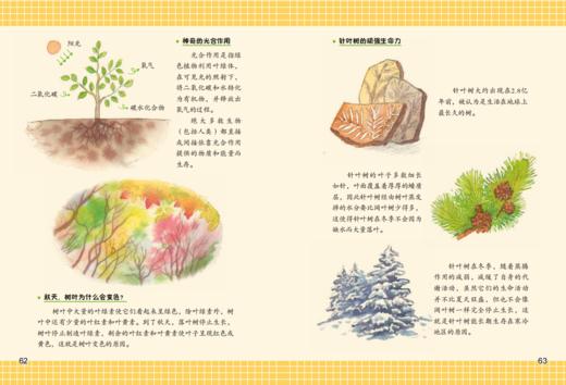 《神奇绿色营》（第二辑共6册） 商品图7