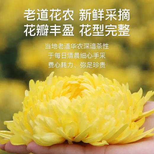 【每日食养】黄山金丝皇菊30朵装*2盒（无手提袋/有手提袋） 商品图1