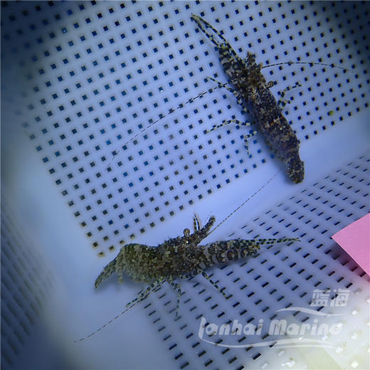 假棉羊虾 商品图5