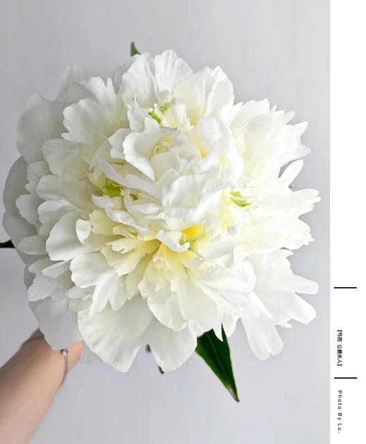 【淡雅高级】芍药 -公爵夫人 白色  5枝/扎 半开 商品图1