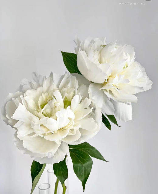 【淡雅高级】芍药 -公爵夫人 白色  5枝/扎 半开 商品图2
