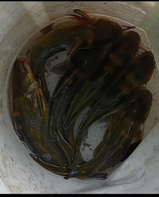 【时鲜保供套餐】茭白5斤装；昂刺鱼78元；加州鲈鱼78元，混拼50份起送 商品图0