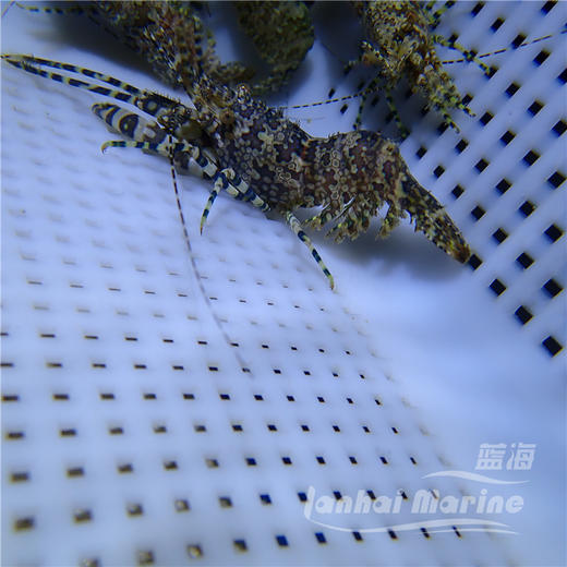 假棉羊虾 商品图2