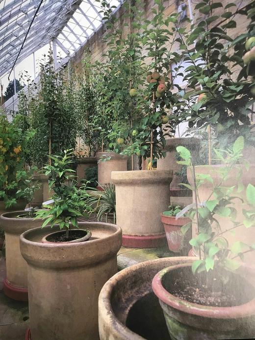 家养植物学：英国插花史1500-1930 212幅插图（165幅彩色） 精装16开 商品图14